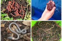 5 Cara Ternak Cacing Merah Bagi Pemula Pasti Berhasil