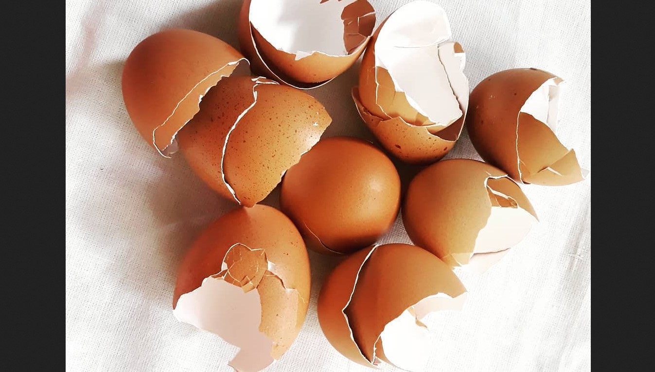 7+ Jenis Sampah Organik yang Penting Kamu Pahami